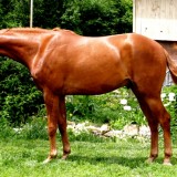 TuckerJune11