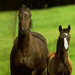 Brood Mares