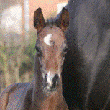 German Horses