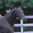 Other Mares