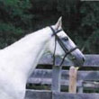 ianthe