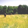 fields.jpg