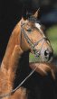Argentan