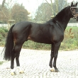 Contendro