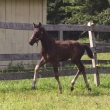 08SilouetteTrot.jpg