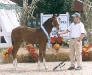 Werona res ch filly