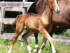 Werona Trot