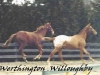 werthington